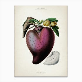 Vintage Denisse 7 Anana Muricata Canvas Print