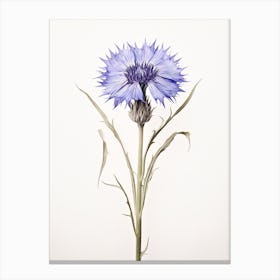 Pressed Flower Botanical Art Cornflower 1 Canvas Print