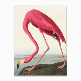 Pink Flamingo 8 Canvas Print