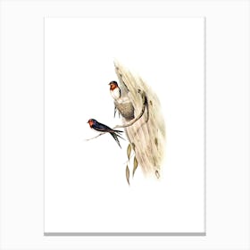Vintage Welcome Swallow Bird Illustration on Pure White n.0110 Canvas Print