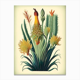 Kniphofia Floral 1 Botanical Vintage Poster Flower Canvas Print