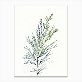 Juniper Herb Minimalist Watercolour 2 Canvas Print