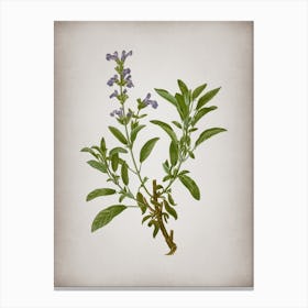 Vintage Garden Sage Botanical on Parchment n.0915 Canvas Print