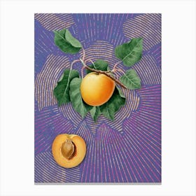 Vintage German Apricot Botanical Illustration on Veri Peri n.0711 Canvas Print