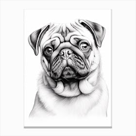 Pug Dog, Line Drawing 4 Canvas Print