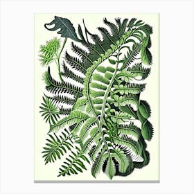 Netted Chain Fern Vintage Botanical Poster Canvas Print