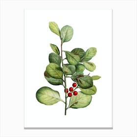 Vintage Lingonberry Evergreen Botanical Illustration on Pure White n.0713 Canvas Print