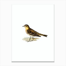 Vintage Red Throated Pipit Bird Illustration on Pure White n.0031 Canvas Print