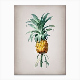 Vintage Pineapple Botanical on Parchment Canvas Print
