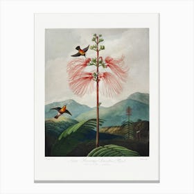 Vintage Botanical Temple Of Flora _2476826 Canvas Print