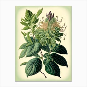 Wild Bergamot Wildflower Vintage Botanical Canvas Print