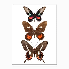 Three Brown And Red Butterflies Canvas Print