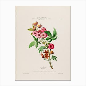 Botanical Illustration Of Flowers 1 Canvas Print