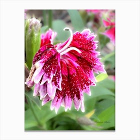 Dianthus - Sweet William - Photography Canvas Print