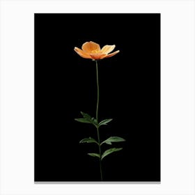 Single Flower 1 Canvas Print