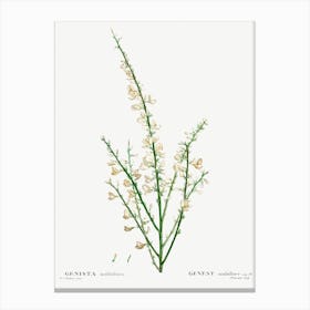 Genista Multiflora, Pierre Joseph Redoute Canvas Print