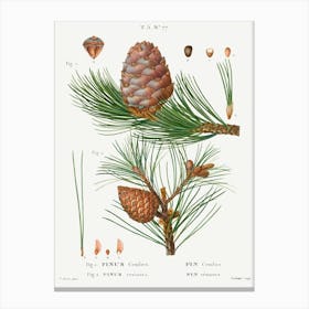 Swiss Pine, Pinus Cembra And Red Pine, Pierre Joseph Redoute Canvas Print