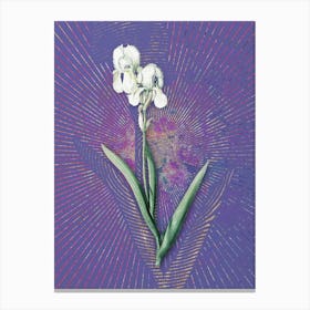 Vintage Tall Bearded Iris Botanical Illustration on Veri Peri n.0930 Canvas Print