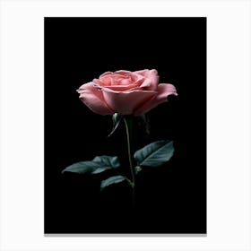 Pink Rose On Black Background 29 Canvas Print