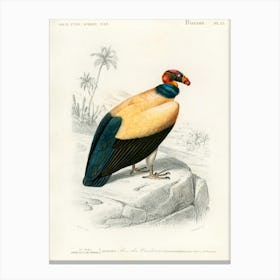 King Vulture (Sarcoramphus Papa), Charles Dessalines D' Orbigny Canvas Print