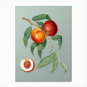 Vintage Walnut Botanical Art on Mint Green n.0841 Canvas Print