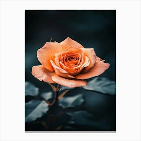 Orange Rose 11 Canvas Print