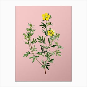 Vintage Yellow Buttercup Flowers Botanical on Soft Pink n.0136 Canvas Print