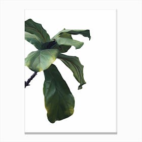 Green Plant Head Canvas Print