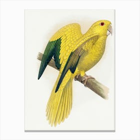 Yellow Cockatoo Canvas Print