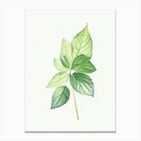 Lemon Balm Leaf Minimalist Watercolour Canvas Print