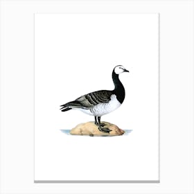 Vintage Barnacle Goose Bird Illustration on Pure White n.0115 Canvas Print
