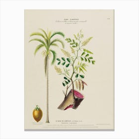 Plant Of Guava Canvas Print