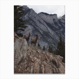 Bighorn Sheep Mountains Canvas Print