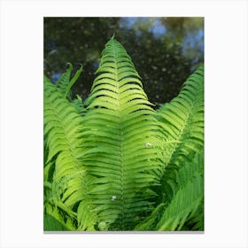 Green fern leaves by the lake Canvas Print