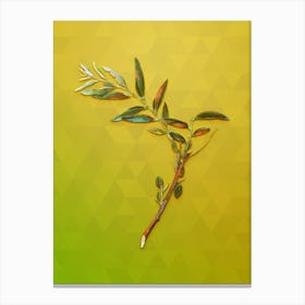 Vintage Jujube Botanical Art on Empire Yellow Canvas Print