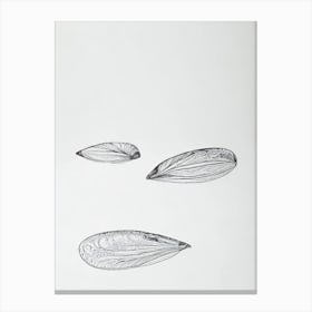 Mussels Black & White Drawing Canvas Print