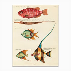 Colourful And Surreal Illustrations Of Fishes Found In Moluccas (Indonesia) And The East Indies, Louis Renard(29) Canvas Print