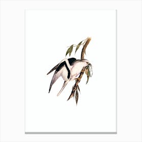 Vintage Letter Winged Kite Bird Illustration on Pure White n.0288 Canvas Print