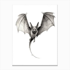 Common Pipistrelle Bat Illustration 3 Canvas Print