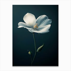 White Flower 5 Canvas Print