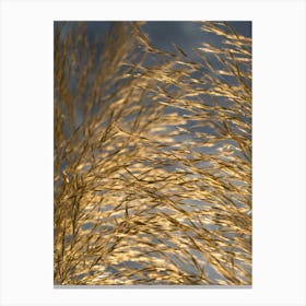 Golden pampas grass, close-up Canvas Print