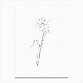 Daffodil Sketch Canvas Print