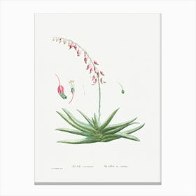 Aloe Carinata, Pierre Joseph Redoute Canvas Print
