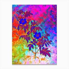Musk Rose Botanical in Acid Neon Pink Green and Blue n.0061 Canvas Print