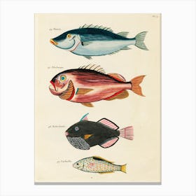 Colourful And Surreal Illustrations Of Fishes Found In Moluccas (Indonesia) And The East Indies, Louis Renard(25) Canvas Print