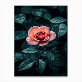 Rose In The Rain 1 Canvas Print