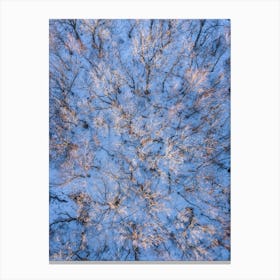 Aerial View Of Trees In Winter Canvas Print