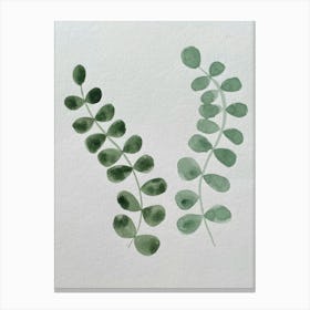 Eucalyptus Leaves Canvas Print