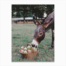 Mule Eating Apples Canvas Print