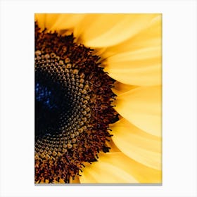 Sunflower 6 Canvas Print